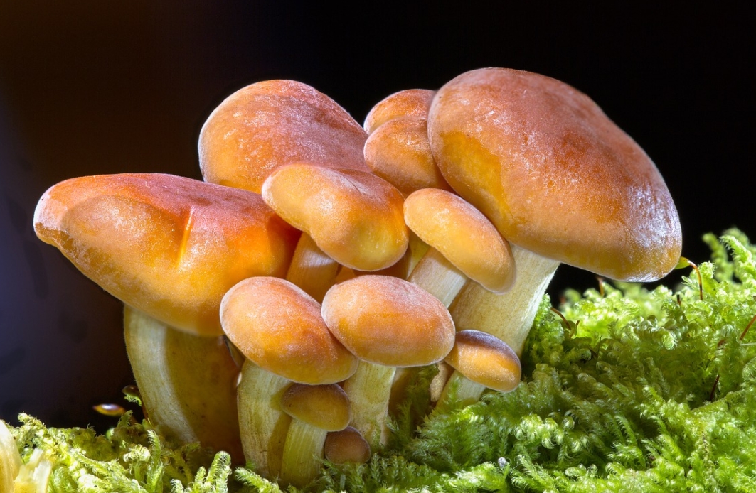 magic mushrooms