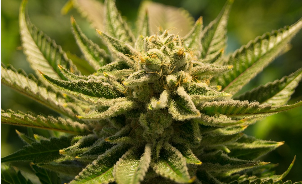 cannabis plant